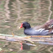 gallinella d'acqua